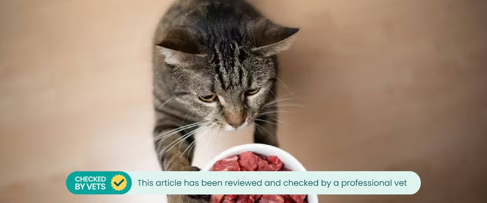 Can domestic cats eat raw meat online